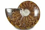 Polished Ammonite (Cleoniceras) Fossil - Madagascar #283332-1